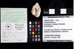 Foto (Objket + Etiketten) von Culmenformosa sp. 